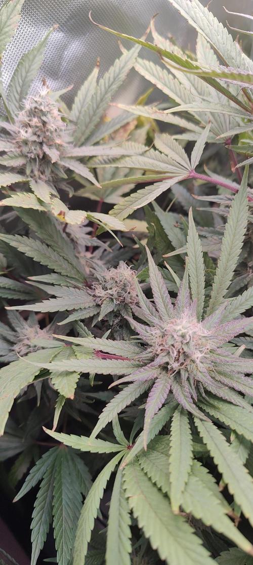 🧀 Exodus Cheese 🧀 Single Plant. Week 14 - Bloom day 48 (22.11.2025)