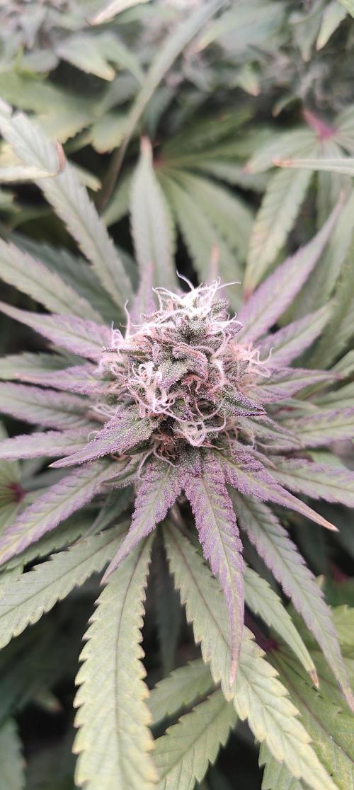 🧀 Exodus Cheese 🧀 Single Plant. Week 14 - Bloom day 48 (22.11.2025)