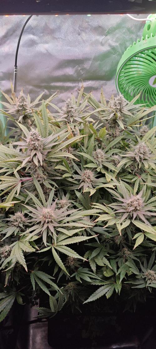 🧀 Exodus Cheese 🧀 Single Plant. Week 14 - Bloom day 48 (22.11.2025)