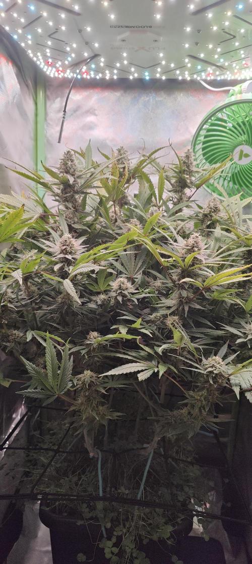 🧀 Exodus Cheese 🧀 Single Plant. Week 14 - Bloom day 48 (22.11.2025)