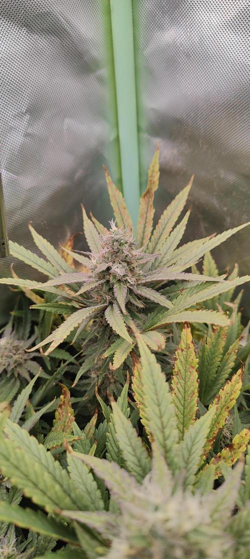 🧀 Exodus Cheese 🧀 Single Plant. Week 14 - Bloom day 48 (22.11.2025)