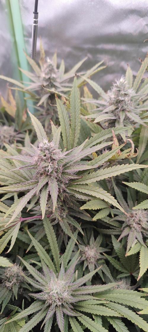 🧀 Exodus Cheese 🧀 Single Plant. Week 14 - Bloom day 48 (22.11.2025)