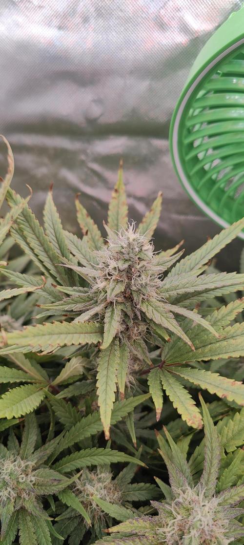 🧀 Exodus Cheese 🧀 Single Plant. Week 14 - Bloom day 48 (22.11.2025)