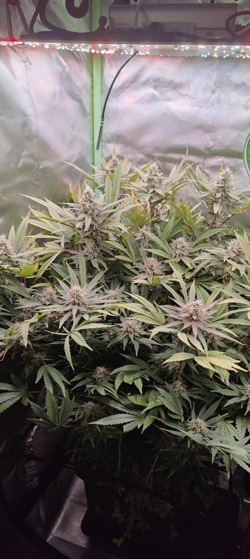 🧀 Exodus Cheese 🧀 Single Plant. Week 14 - Bloom day 48 (22.11.2025)