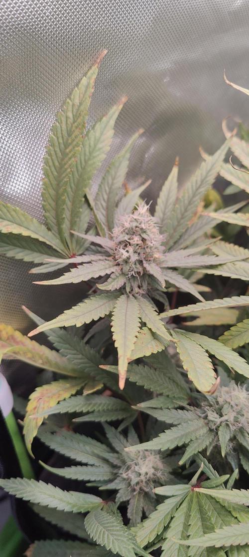 🧀 Exodus Cheese 🧀 Single Plant. Week 14 - Bloom day 48 (22.11.2025)