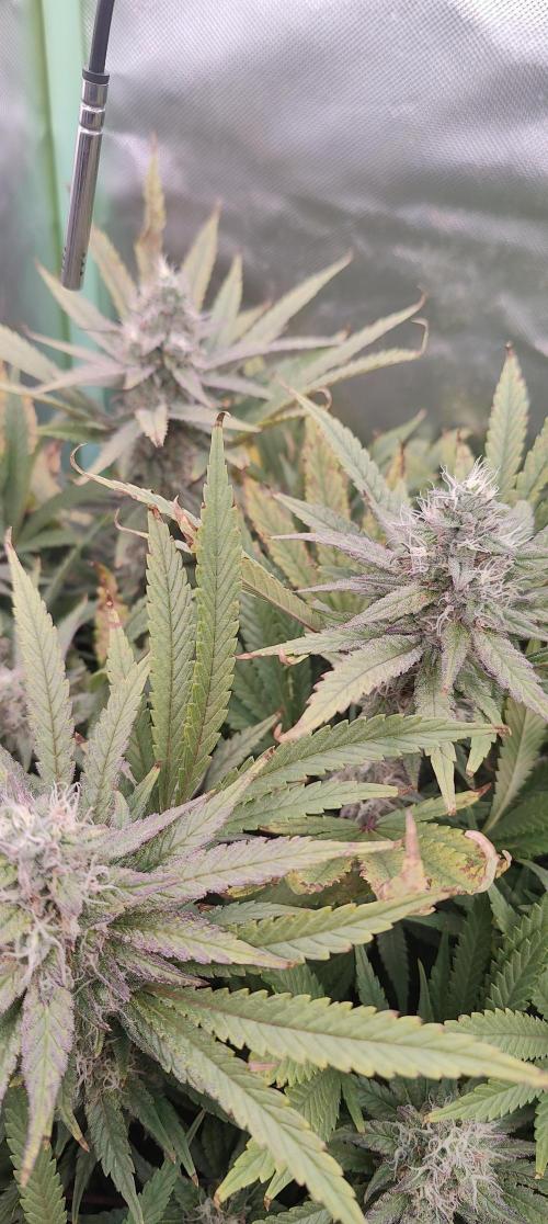 🧀 Exodus Cheese 🧀 Single Plant. Week 14 - Bloom day 48 (22.11.2025)