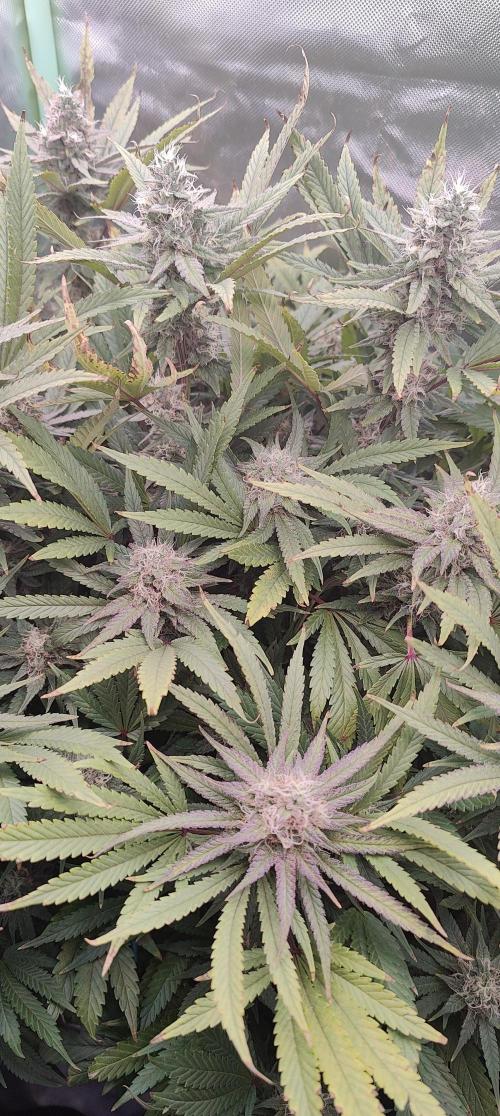 🧀 Exodus Cheese 🧀 Single Plant. Week 14 - Bloom day 48 (22.11.2025)