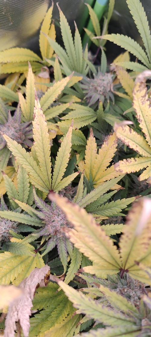 🧀 Exodus Cheese 🧀 Single Plant. Week 15 - Bloom Day 57 (01.12.2025)