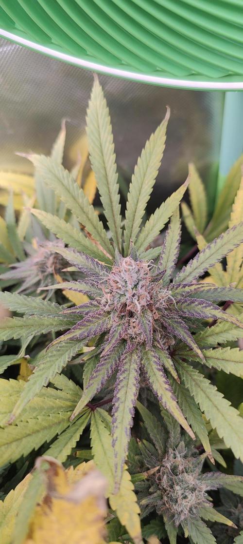 🧀 Exodus Cheese 🧀 Single Plant. Week 15 - Bloom Day 57 (01.12.2025)