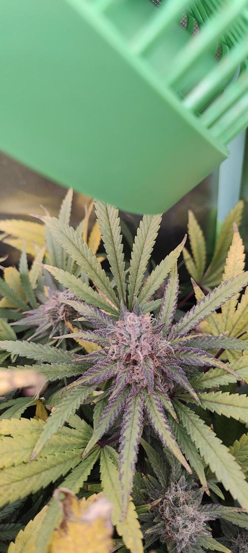 🧀 Exodus Cheese 🧀 Single Plant. Week 15 - Bloom Day 57 (01.12.2025)