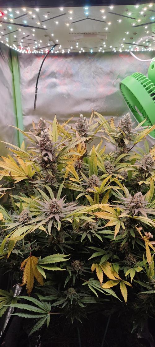 🧀 Exodus Cheese 🧀 Single Plant. Week 15 - Bloom Day 57 (01.12.2025)