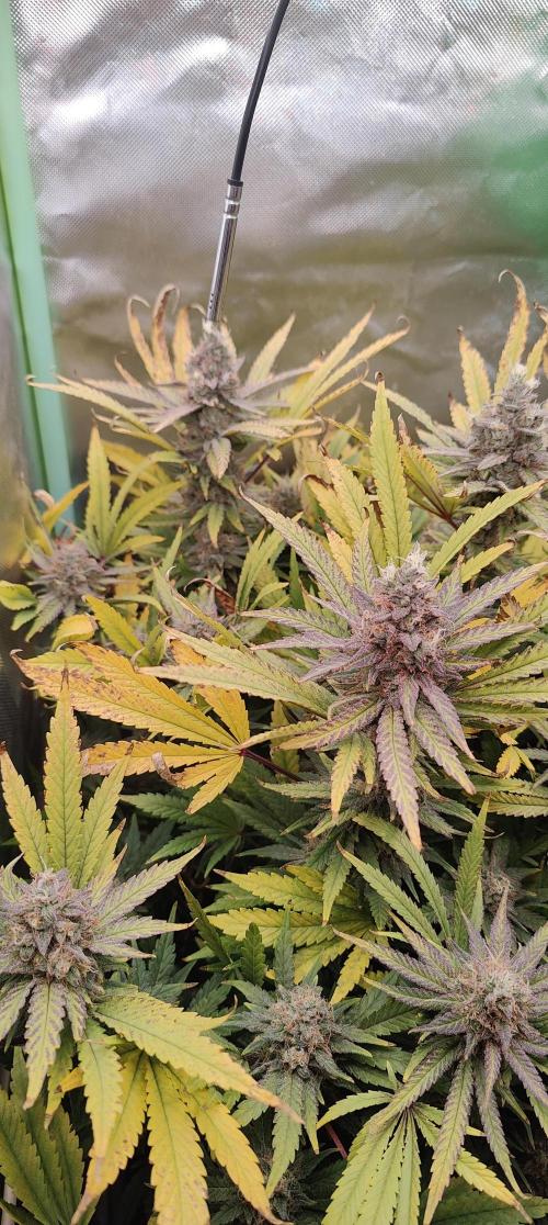 🧀 Exodus Cheese 🧀 Single Plant. Week 15 - Bloom Day 57 (01.12.2025)