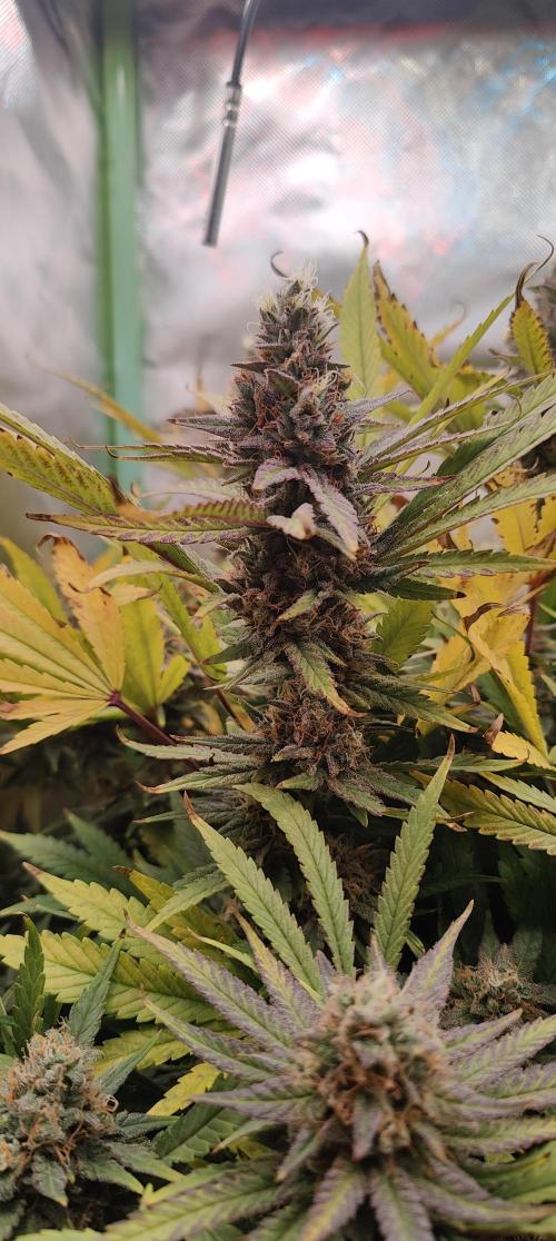 🧀 Exodus Cheese 🧀 Single Plant. Week 15 - Bloom Day 57 (01.12.2025)