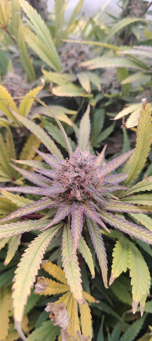 🧀 Exodus Cheese 🧀 Single Plant. Week 15 - Bloom Day 57 (01.12.2025)