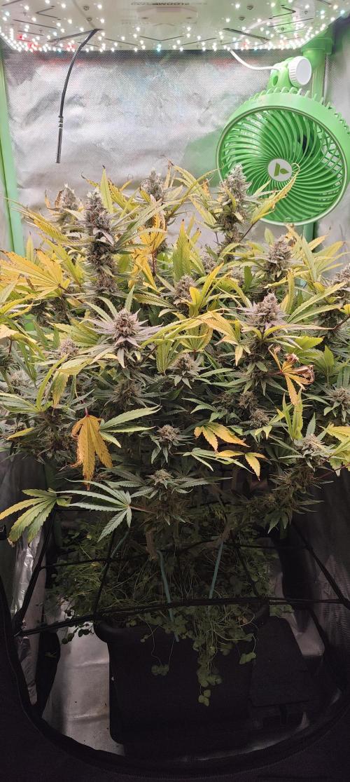🧀 Exodus Cheese 🧀 Single Plant. Week 15 - Bloom Day 57 (01.12.2025)