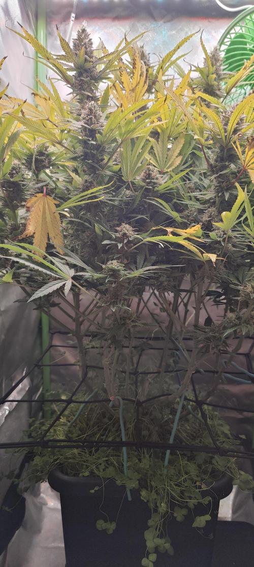 🧀 Exodus Cheese 🧀 Single Plant. Week 15 - Bloom Day 57 (01.12.2025)