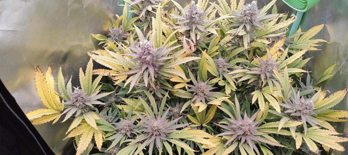 🧀 Exodus Cheese 🧀 Single Plant. Week 15 - Bloom Day 57 (01.12.2025)