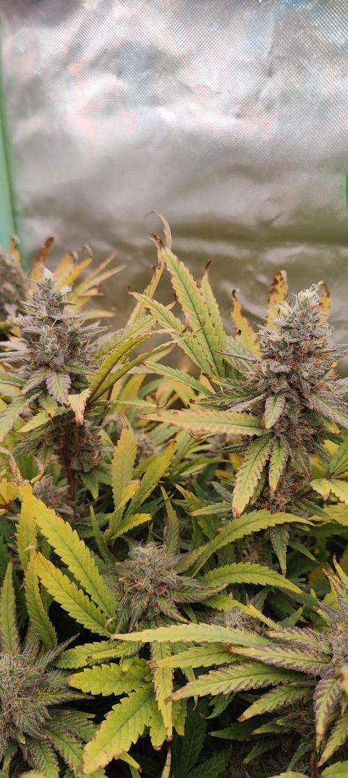 🧀 Exodus Cheese 🧀 Single Plant. Week 15 - Bloom Day 57 (01.12.2025)