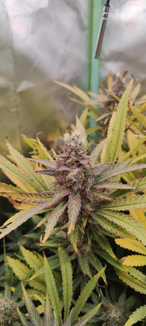 🧀 Exodus Cheese 🧀 Single Plant. Week 15 - Bloom Day 57 (01.12.2025)