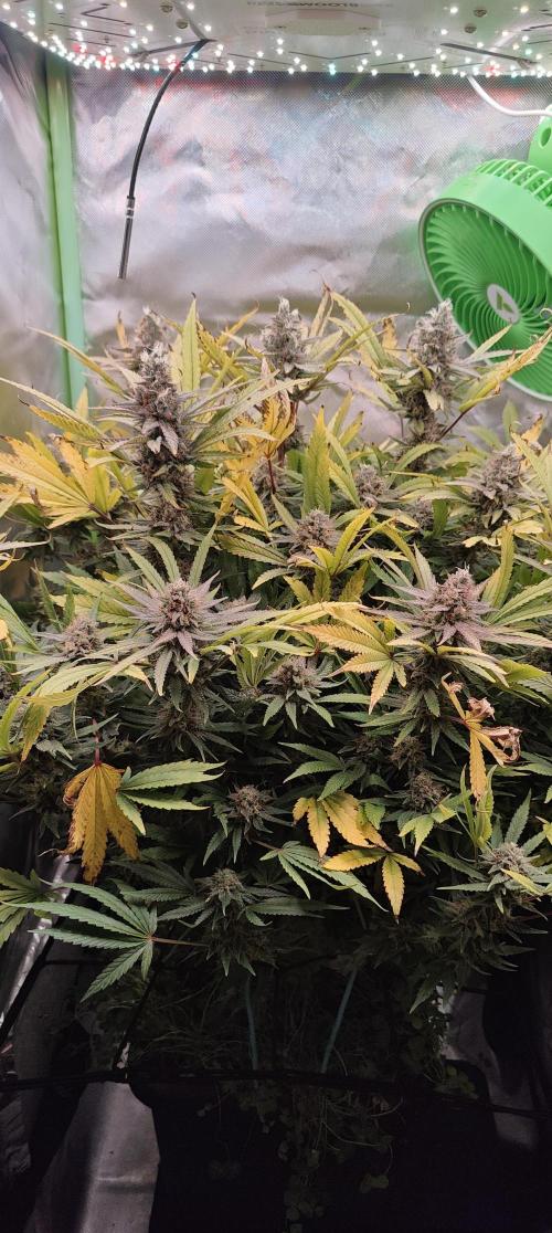 🧀 Exodus Cheese 🧀 Single Plant. Week 15 - Bloom Day 57 (01.12.2025)