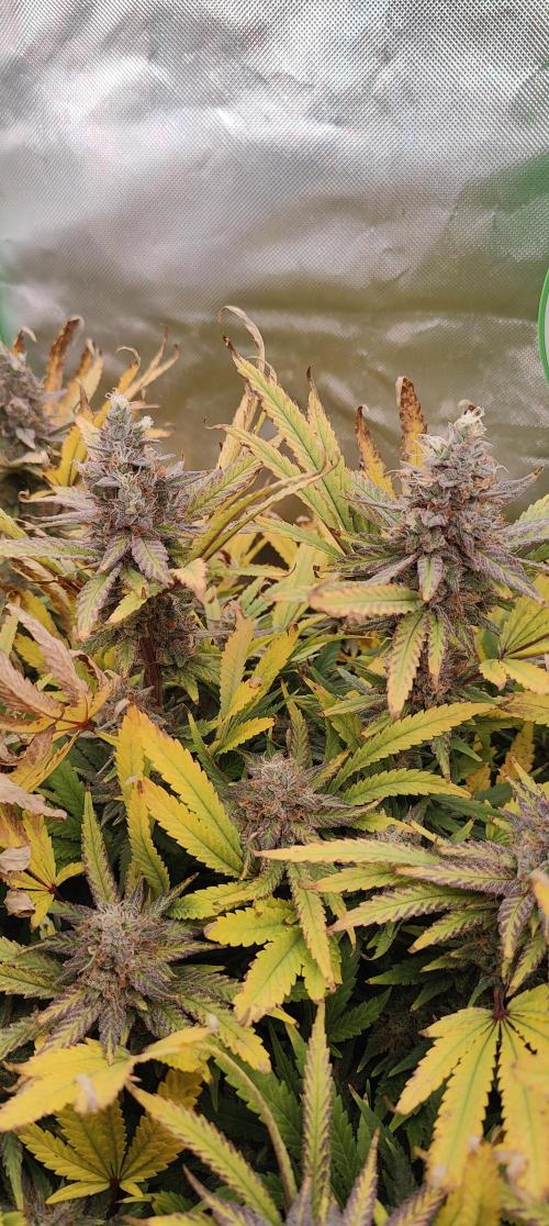 🧀 Exodus Cheese 🧀 Single Plant. Week 16