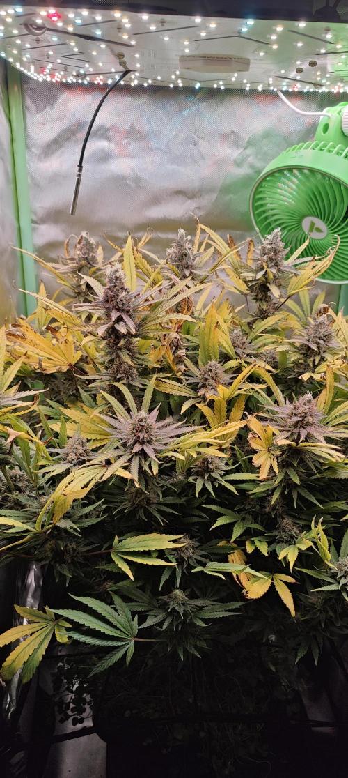 🧀 Exodus Cheese 🧀 Single Plant. Week 16