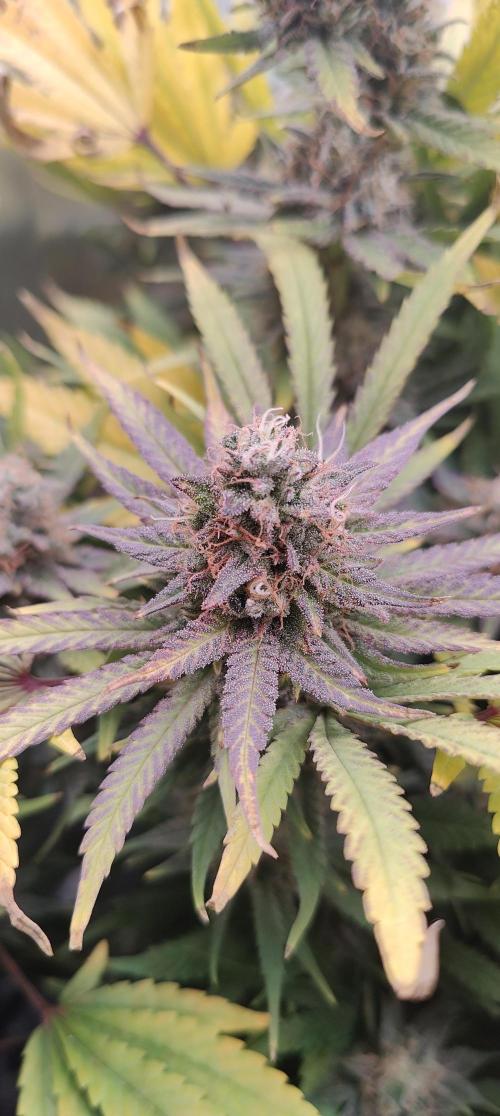 🧀 Exodus Cheese 🧀 Single Plant. Week 16