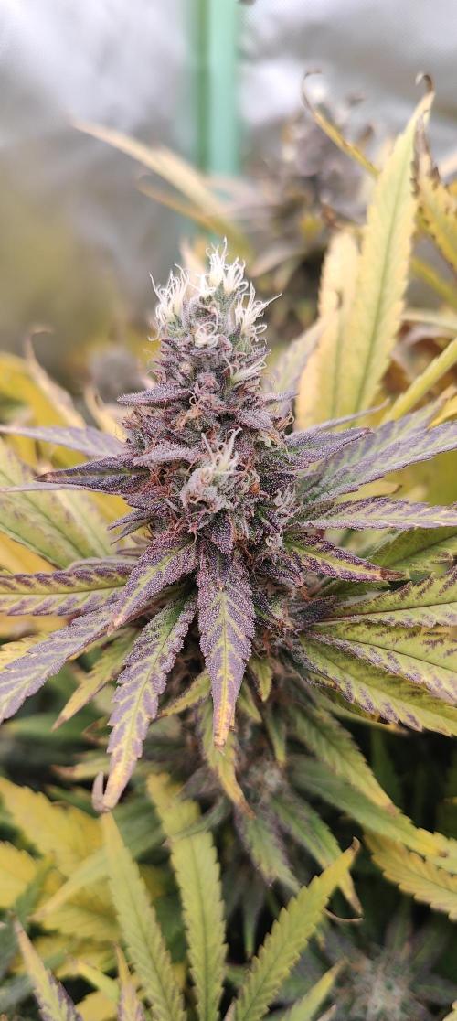 🧀 Exodus Cheese 🧀 Single Plant. Week 16