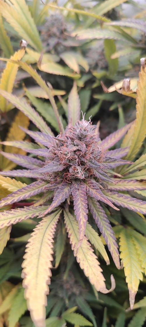 🧀 Exodus Cheese 🧀 Single Plant. Week 16