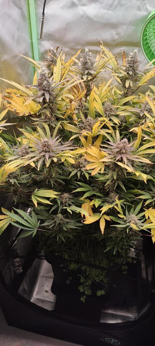 🧀 Exodus Cheese 🧀 Single Plant. Week 16