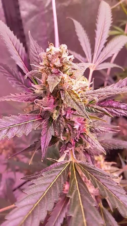 Auto grow
