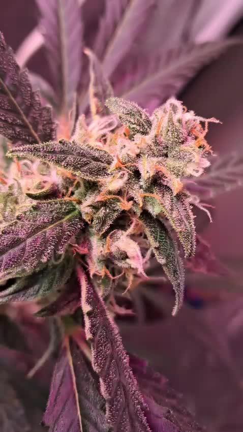 Auto grow