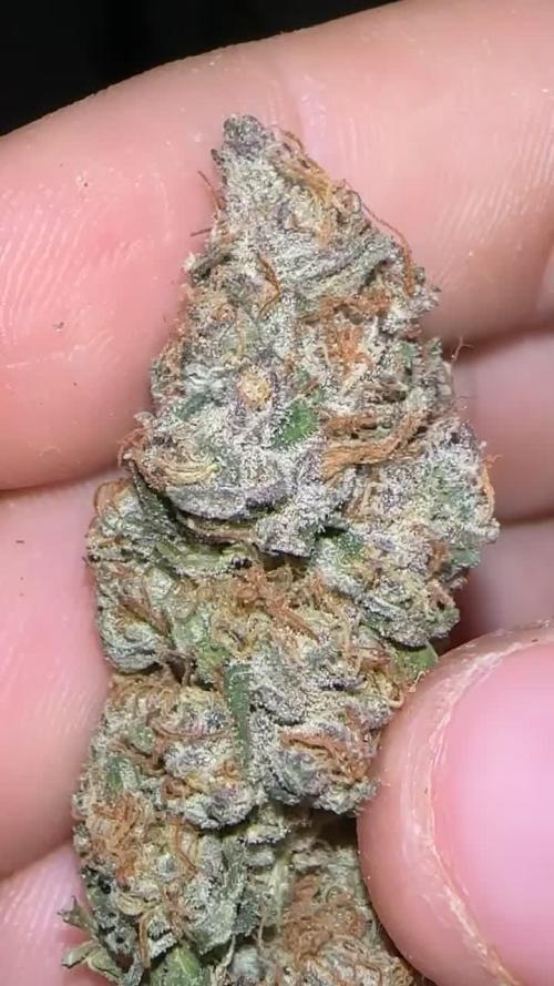 65W 40x40cm LED 100g (1.5GpW) CHALLENGE