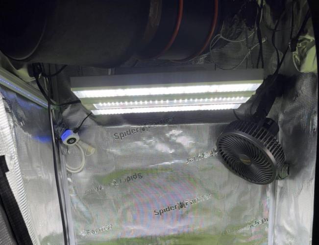 4 Cherry Cola RF3 SeaOfCherries. Week 0