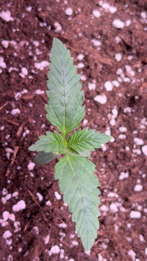 4 Cherry Cola RF3 SeaOfCherries. Week 1