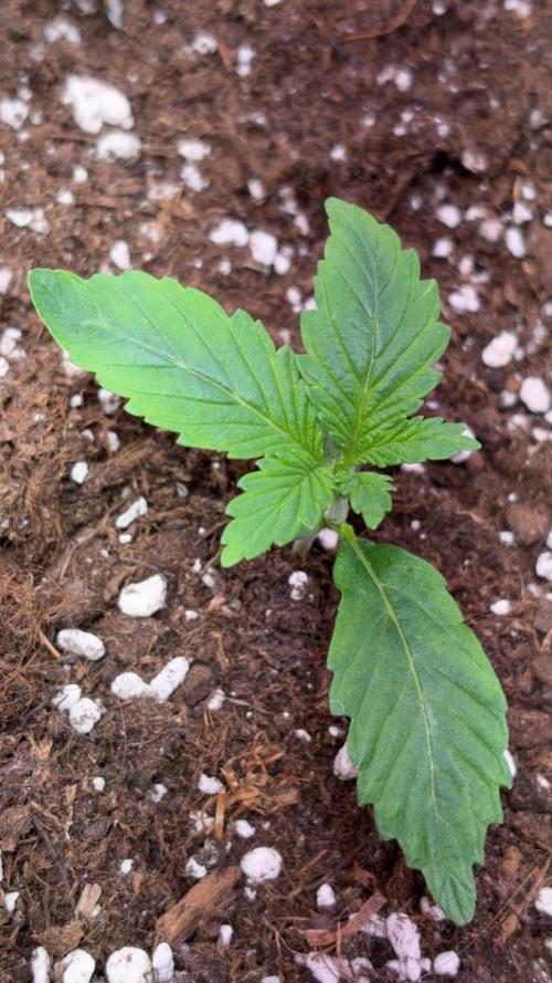 4 Cherry Cola RF3 SeaOfCherries. Week 1