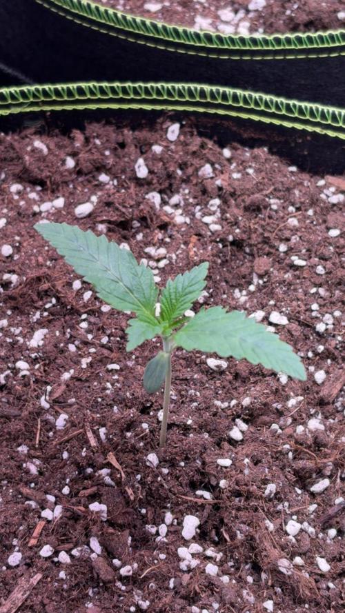 4 Cherry Cola RF3 SeaOfCherries. Week 1