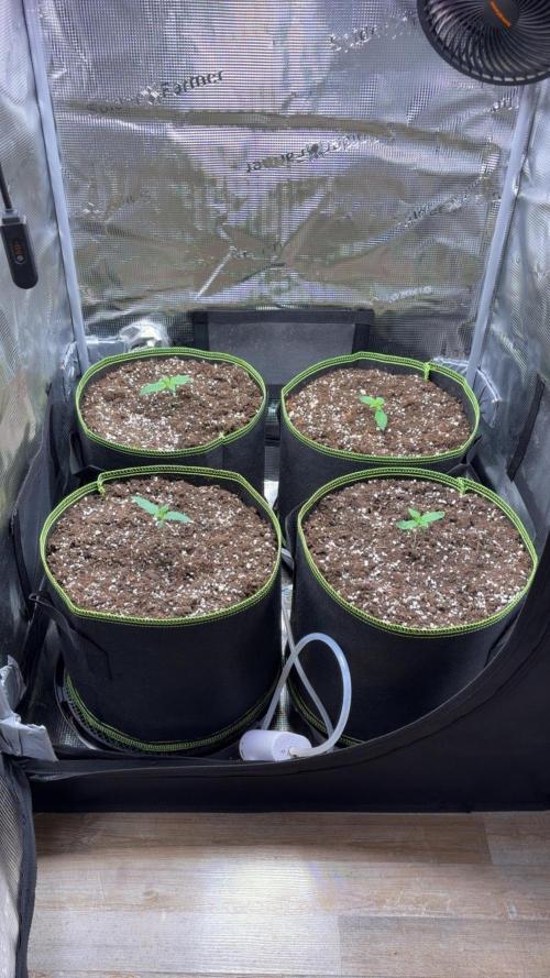 4 Cherry Cola RF3 SeaOfCherries. Week 1