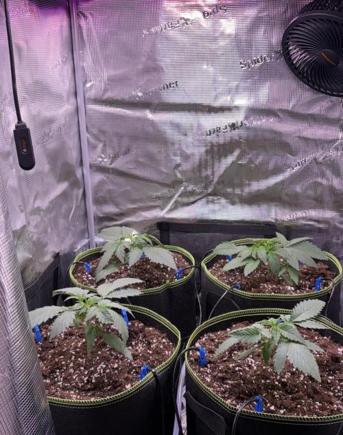 4 Cherry Cola RF3 SeaOfCherries. Week 2