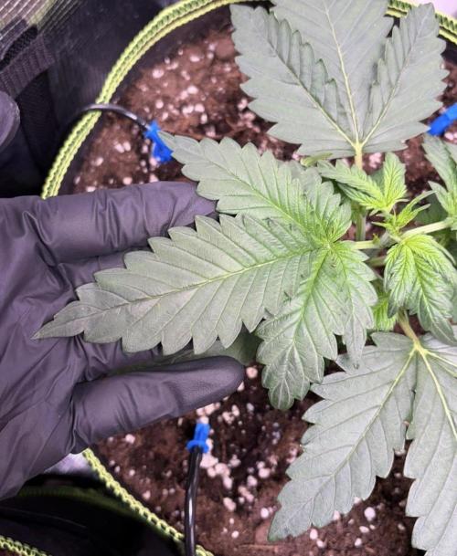 4 Cherry Cola RF3 SeaOfCherries. Week 2