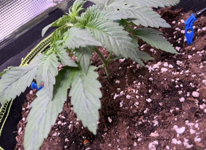 4 Cherry Cola RF3 SeaOfCherries. Week 2