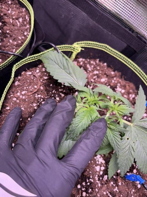 4 Cherry Cola RF3 SeaOfCherries. Week 2