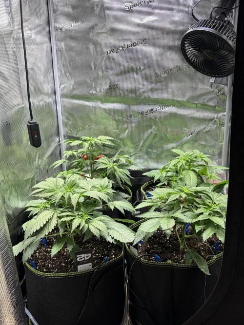 4 Cherry Cola RF3 SeaOfCherries. Week 3