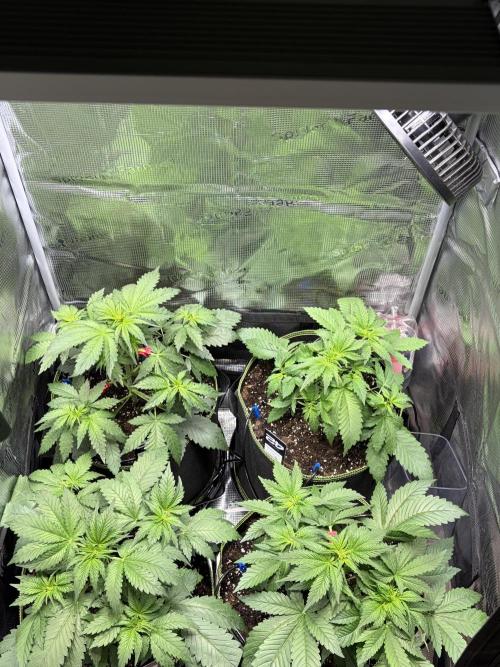 4 Cherry Cola RF3 SeaOfCherries. Week 3