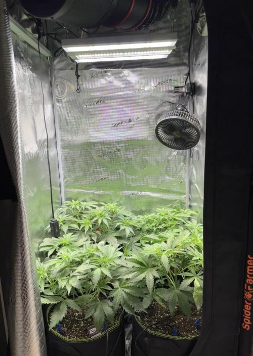 4 Cherry Cola RF3 SeaOfCherries. Week 4