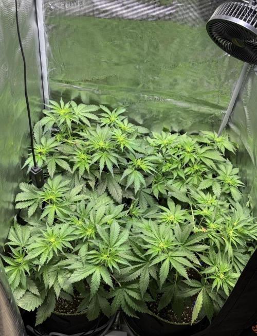 4 Cherry Cola RF3 SeaOfCherries. Week 4