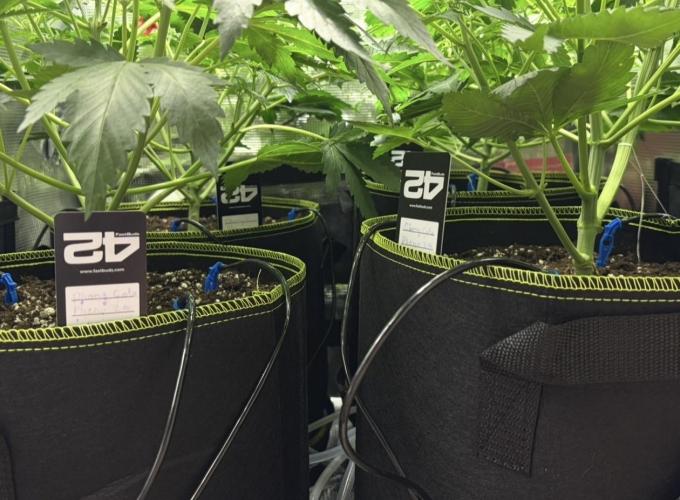 4 Cherry Cola RF3 SeaOfCherries. Week 4