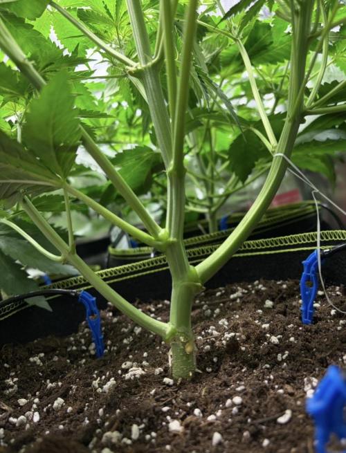 4 Cherry Cola RF3 SeaOfCherries. Week 4
