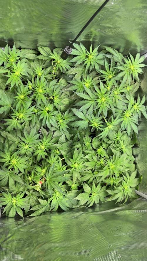 4 Cherry Cola RF3 SeaOfCherries. Week 5