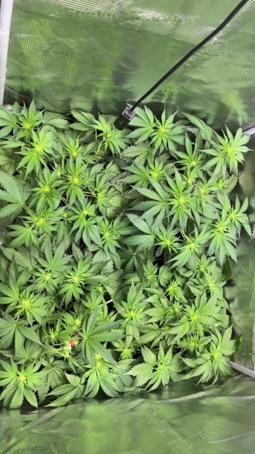 4 Cherry Cola RF3 SeaOfCherries. Week 5